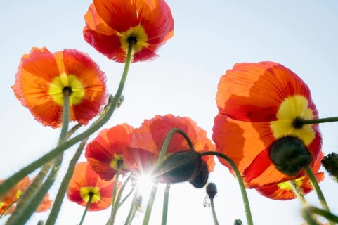 Iceland poppy (Papaver nudicaule)