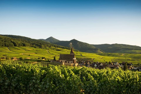 Church within the vineyards
