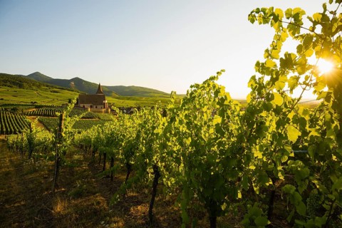 Church within the vineyards