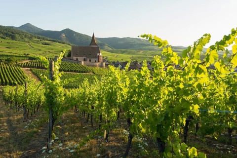 Church within the vineyards