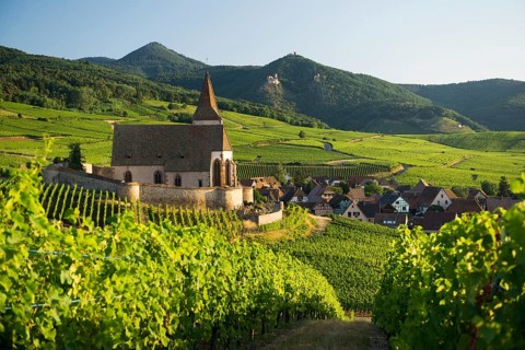 Church within the vineyards