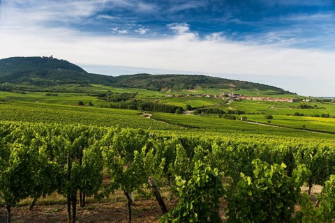 Village in the vineyards