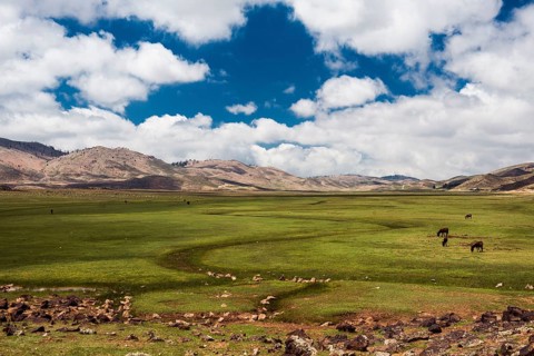 Plateau with horses and mules