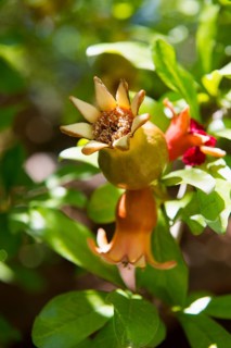 Pomegranate (Punica granatum)