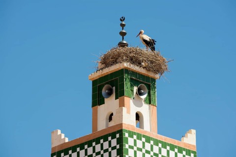 White stork (Ciconia ciconia)