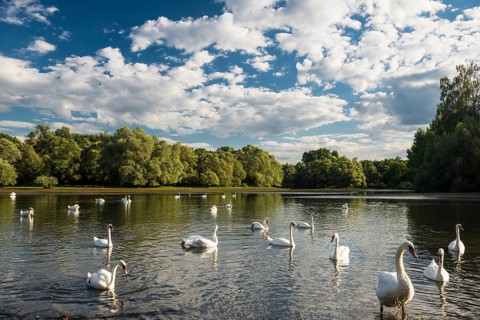 Swans (Cygnus sp.)