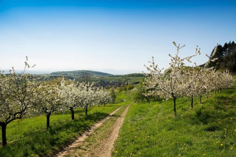 Flowering fruit trees
