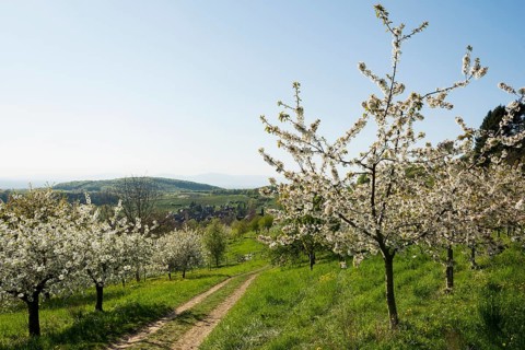 Flowering fruit trees