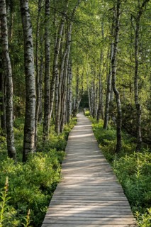Wooden path