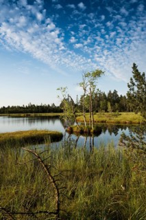 Wildseemoor