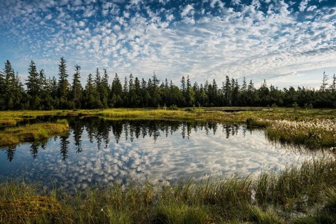 Wildseemoor