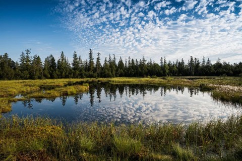 Wildseemoor