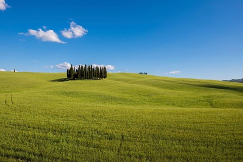 Cypress trees in cornfield at San Quirico d'Orcia