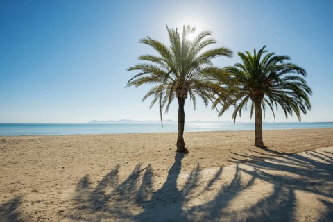Beach with palm trees