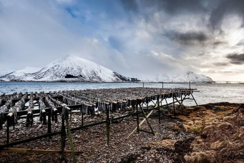 Stockfish hanging up to dry