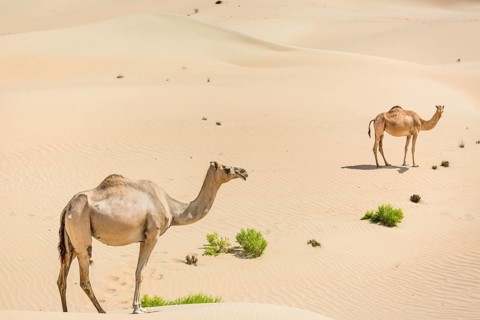 Dromedaries (Camelus dromedarius) in sand dunes