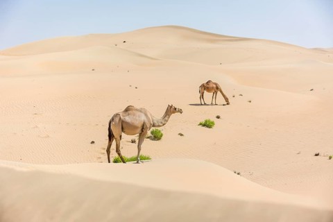Dromedaries (Camelus dromedarius) in sand dunes