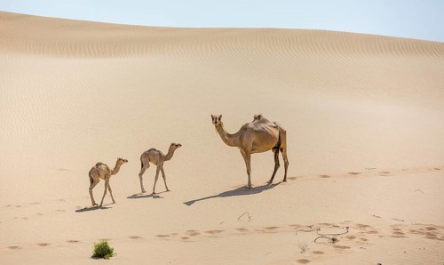 Dromedary (Camelus dromedarius) with young in sand dunes