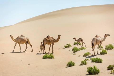 Dromedaries (Camelus dromedarius) with young in sand dunes