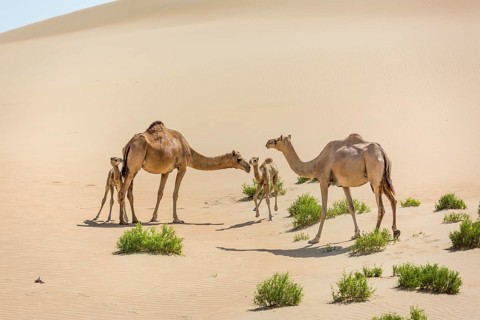 Dromedaries (Camelus dromedarius) with young in sand dunes