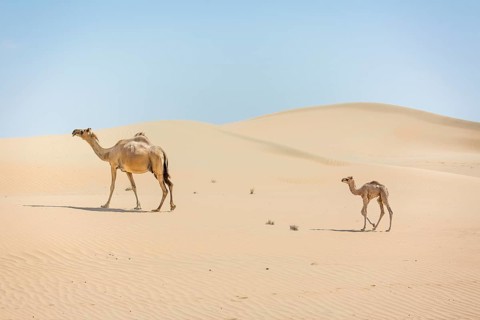 Dromedary (Camelus dromedarius) with young in sand dunes