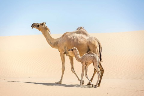 Dromedary (Camelus dromedarius) with young in sand dunes