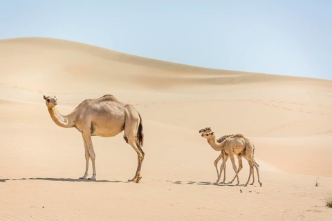 Dromedary (Camelus dromedarius) with young in sand dunes