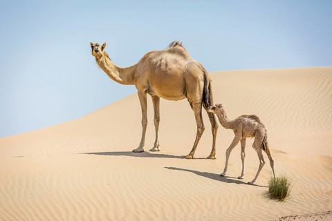 Dromedary (Camelus dromedarius) with young in sand dunes