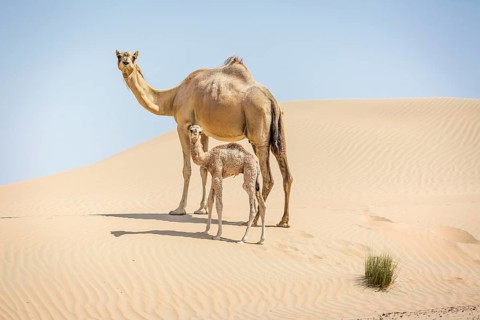 Dromedary (Camelus dromedarius) with young in sand dunes