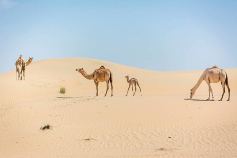 Dromedaries (Camelus dromedarius) with young in sand dunes