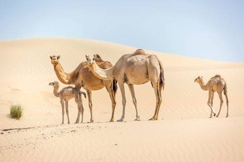 Dromedaries (Camelus dromedarius) with young in sand dunes
