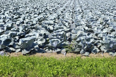 Red cabbage