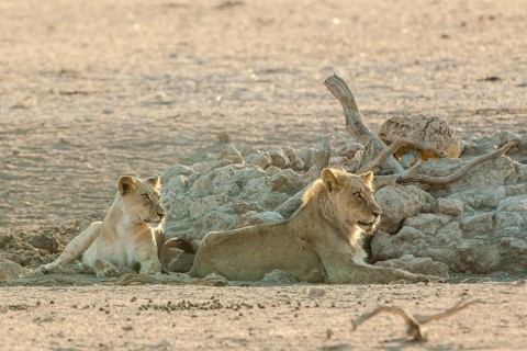 Lions (Panthera leo) resting at a waterhole