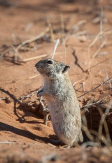 Brants's whistling rat (Parotomys brantsii) in front of its den