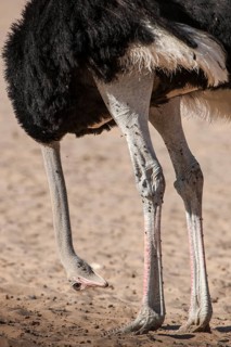 Ostrich (Struthio camelus) hangs his head