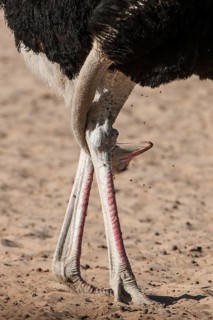 Ostrich (Struthio camelus) with head between his legs