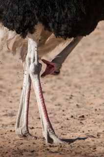 Ostrich (Struthio camelus) calls with head down