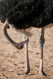 Ostrich (Struthio camelus) looking between his legs