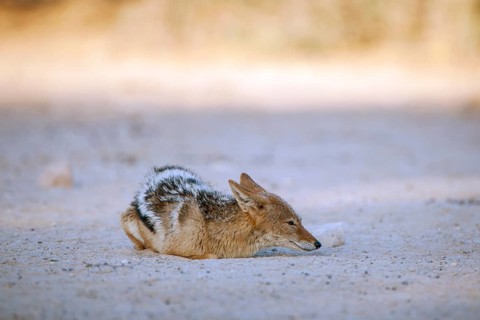 Black-backed jackal (Canis mesomelas) crouching on the ground