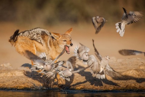 Black-backed jackal (Canis mesomelas) chasing pigeons at a waterhole