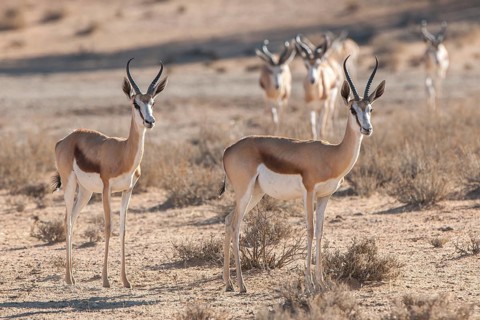 Springbok (Antidorcas marsupialis)