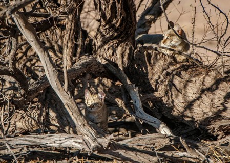 African wildcat (Felis lybica)
