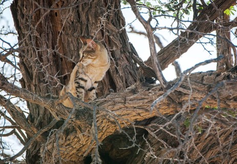 African wildcat (Felis lybica) sitting in tree