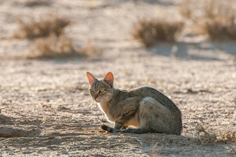 African wildcat (Felis lybica) sitting on ground