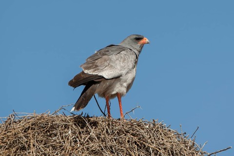 Pale chanting goshawk (Melierax canorus) sitting on sociable weaver nest