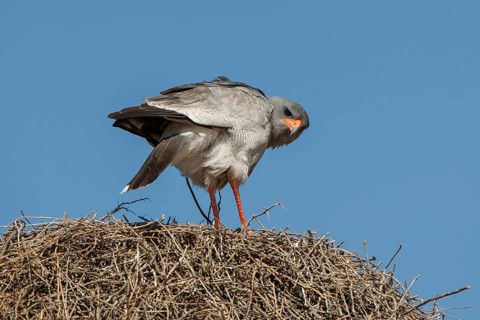 Pale chanting goshawk (Melierax canorus) sitting on sociable weaver nest