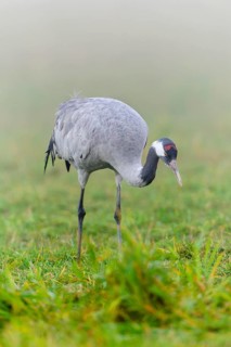 Eurasian or common crane (Grus grus)