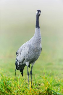 Eurasian or common crane (Grus grus)