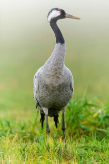 Eurasian or common crane (Grus grus)