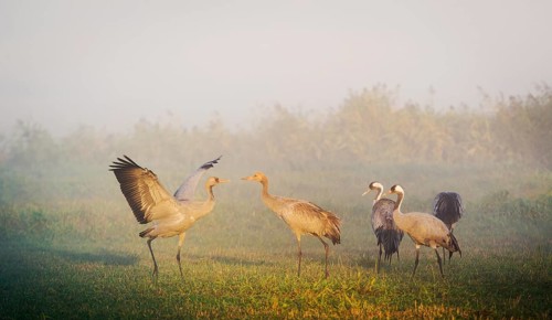 Eurasian or common crane (Grus grus)